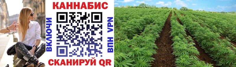 наркотики  Тосно  Конопля гибрид 
